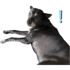 無修眉的可愛夥伴