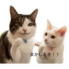 hofner7_20260423085528