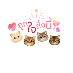 Awabb Cat Family