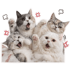 Ppeachynut_20260422191417