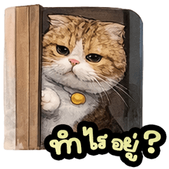 Fluffy Fold Cat: Soft & Sassy