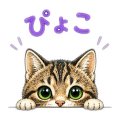 Yuzu, a brown tabby cat