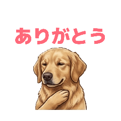 Golden Retriever Haru 1