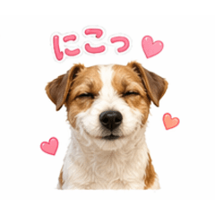 Noa_Jack Russell_20260423085717