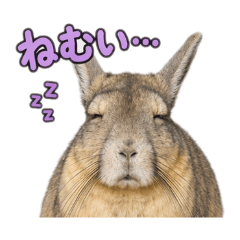 Sleepy Viscacha Abyss