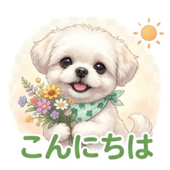 Fluffy Pekingese's Everyday Life