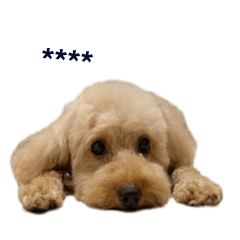 貴賓狗 Q弟日常