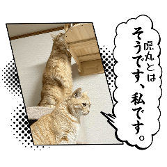 everythingcyacyamaru_20260423112933