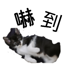 牛奶糖cat (I can get price)