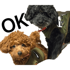 m'sfam_20260422225649