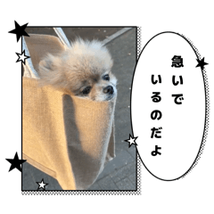 おおかみの子ポメラニアンのルーくん3