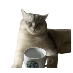 Fuyu the mood cat v.2