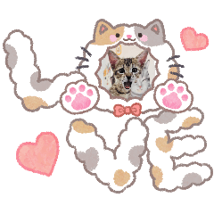 貓咪貓咪貓貓咪