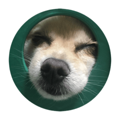 pomeranian konatsu