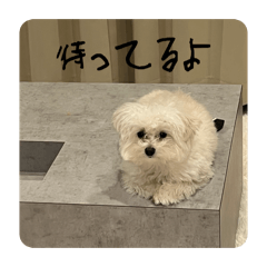 shiroiinushiro_20260422235810