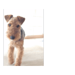 チャーリーベルの日常2