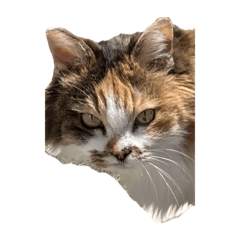 p6JGRrh5bwMTiJ4g_20260423081129