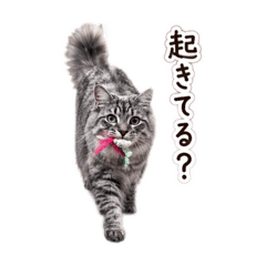 Fluffy Luka_20260422213854