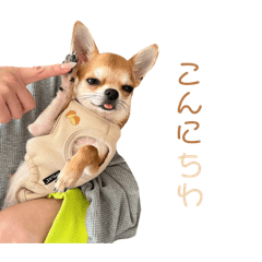 使いやすいマロンスタンプ