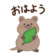 Cute! Quokka wallaby