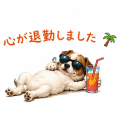 Noa the Jack Russell