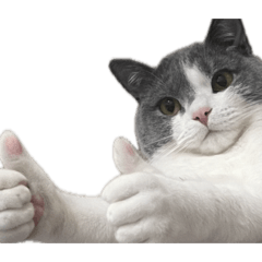 shirasu_20260423093516