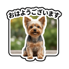 Yorkshire Terrier Polite Communication