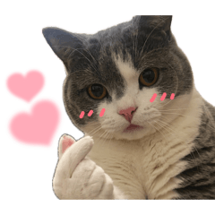 shirasu_20260423113215