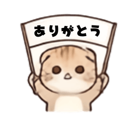 Scottish Fold`s Tweets3