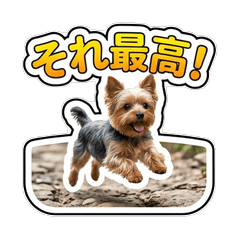 Yorkshire Terrier Reactions