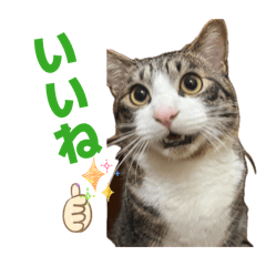 Funapi_20260423112904