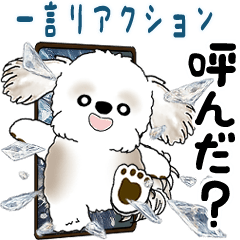 Moving Shih tzu 2026 (One word reaction)