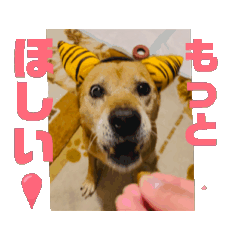 心深の動画スタンプ