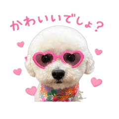 Fluffy Bichon Roy's Everyday Stamps