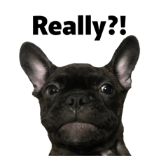 Panther the frechbulldog