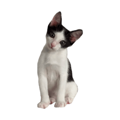 mr. p_20260422230827