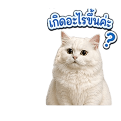 Noung Ploy_20260422231205