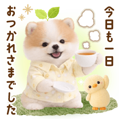 teinei keigo pomeranian