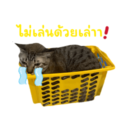 Blue house cats gangs