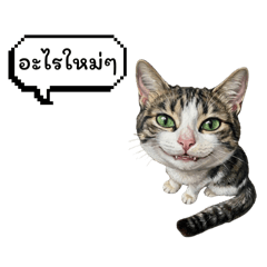 Cute cat_20260423030912