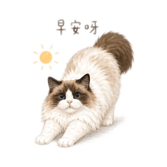 布偶貓熊熊32張