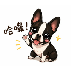 波士頓㹴犬Pink-日常生活篇