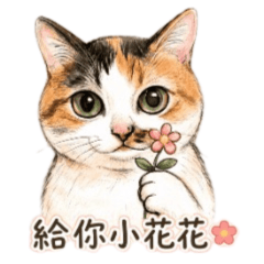 Cute Calico Cat's Daily