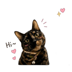 Daily dose of cat v.3