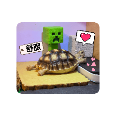 陸龜蘇卡達-達文西日常1