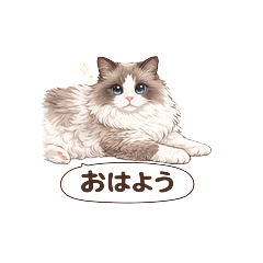 Fluffy Ragdoll Cat Daily Sticker