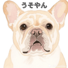 Funny Kansai French Bulldog Reactions