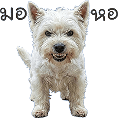"Westie terrier"dog  #2