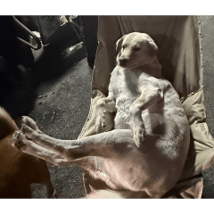 orhan_20260422213211