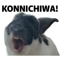 My sisters precious rabbits2026